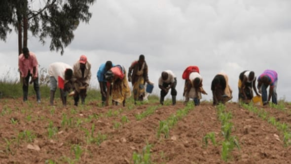 Nine individuals farming in Tanzania, organized in neat rows, under overcast skies, in the Southern Agricultural Growth Corridor