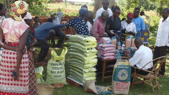 Improving the Productivity and Incomes of Smallholder Farmers in Western Kenya | Projects | AGMARK