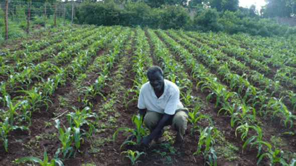 Innovations In Gender Equality [IGE] To Promote Household Food Security Program | Projects | AGMARK
