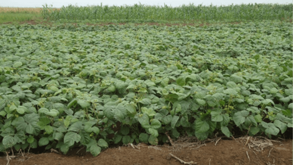 Deepening Agrodealer Impact In Coastal Kenya [DAICK] | Projects | AGMARK