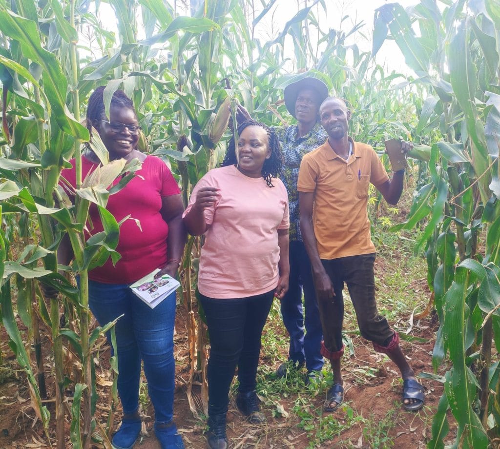 Four smiling individuals in a Busia Uganda cornfield, representing smallholder farmers and grain trade insights, holding a pamphlet